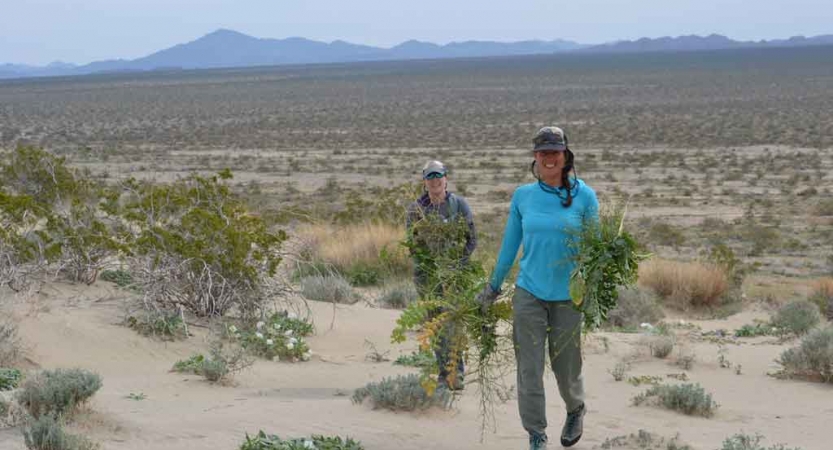 Two people carry green plants in their hands while walking through a desert landscape. 